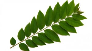 Ini Dia, Manfaat Sayur Katuk yang Wajib Kamu Ketahui