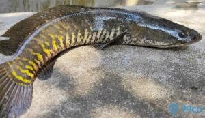 Budidaya Ikan Kutuk: Panduan Lengkap untuk Sukses Menjalankan Usaha