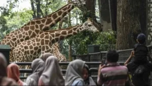 Jangan Dekat Kandang! Ketahui Aturan Piknik di Kebun Binatang Ragunan
