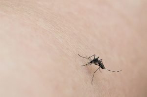 Waspadai Cara Penularan Chikungunya yang Sedang Marak