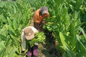 Pakar Serukan Dukungan Pemerintah untuk Penelitian Produk Tembakau Alternatif