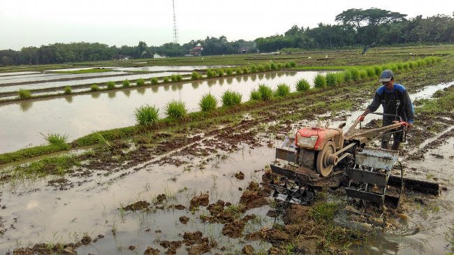 Semai Harapan: Indonesia dan Palestina Bangun Kerja Sama di Bidang Pertanian