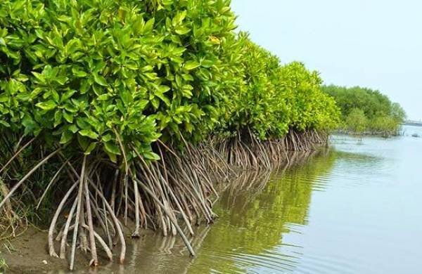 Pentingnya Karbon Biru: KKP Desak Teknologi Pemantauan Laut untuk Masa Depan