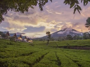 Mendaki ke Negeri Awan: Menyibak Keindahan Gunung Dempo, Permata Palembang
