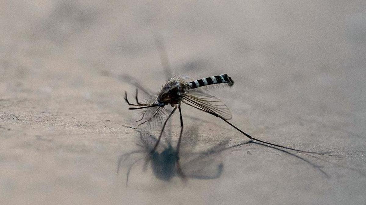 Waspada Nyamuk Pembawa Bahaya: Jangan Abaikan Genangan Air, Ancaman DBD Mengintai!