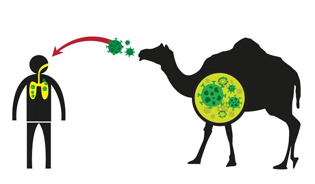 Waspada Saat Umrah: Mengenal MERS-CoV, Virus Mematikan dari Arab Saudi