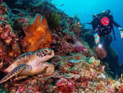 Bunaken, Permata Laut Indonesia yang Mendunia